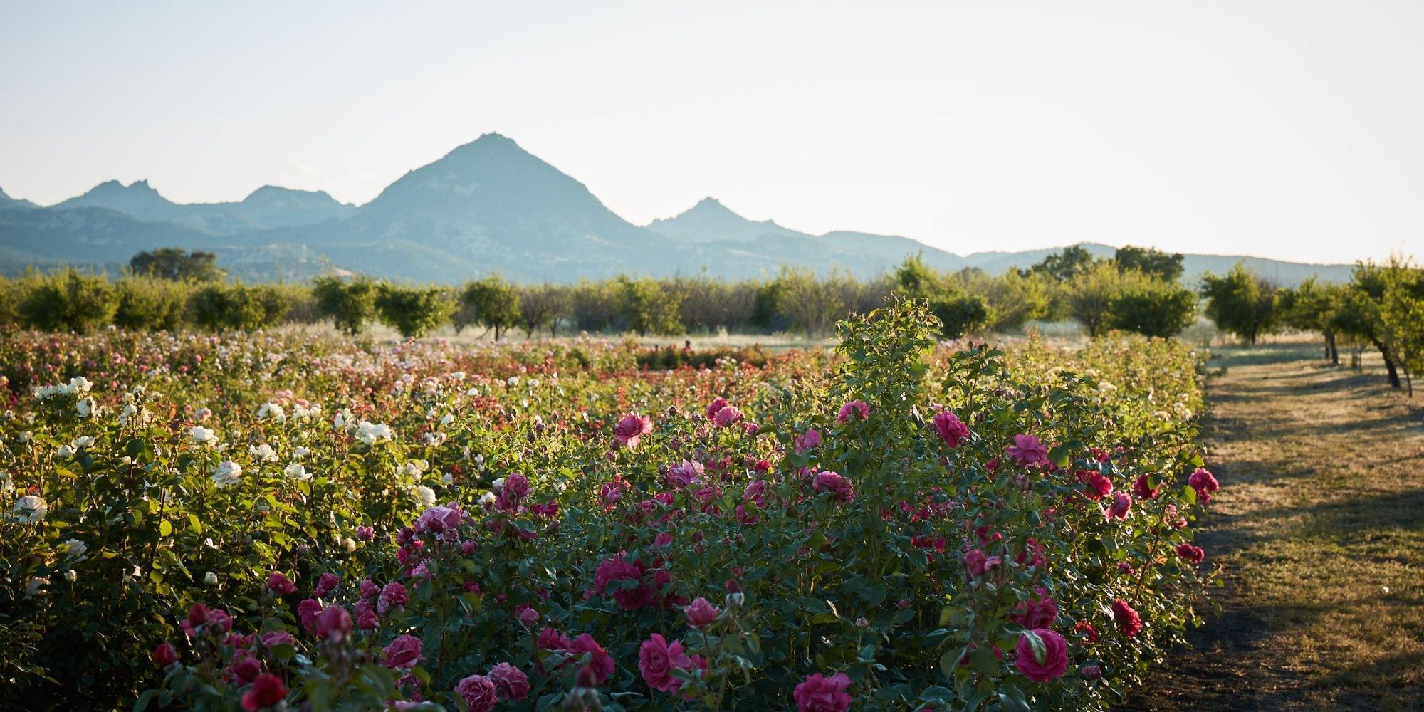 OUR FARM